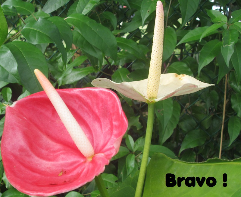 anthurium